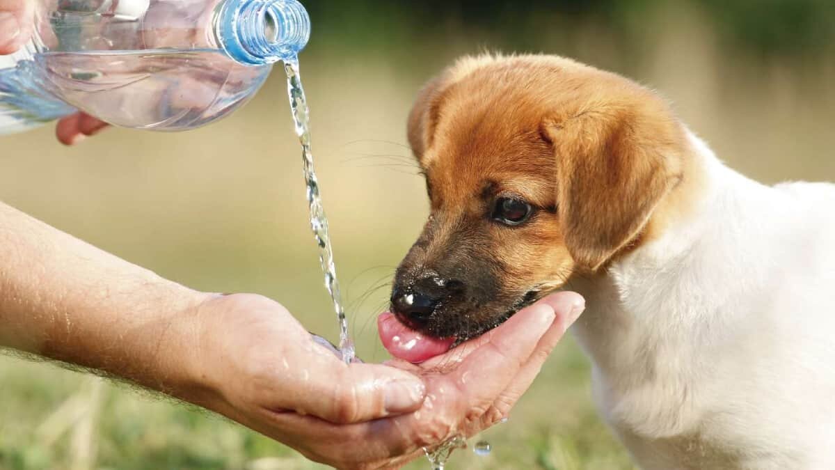Perro calor