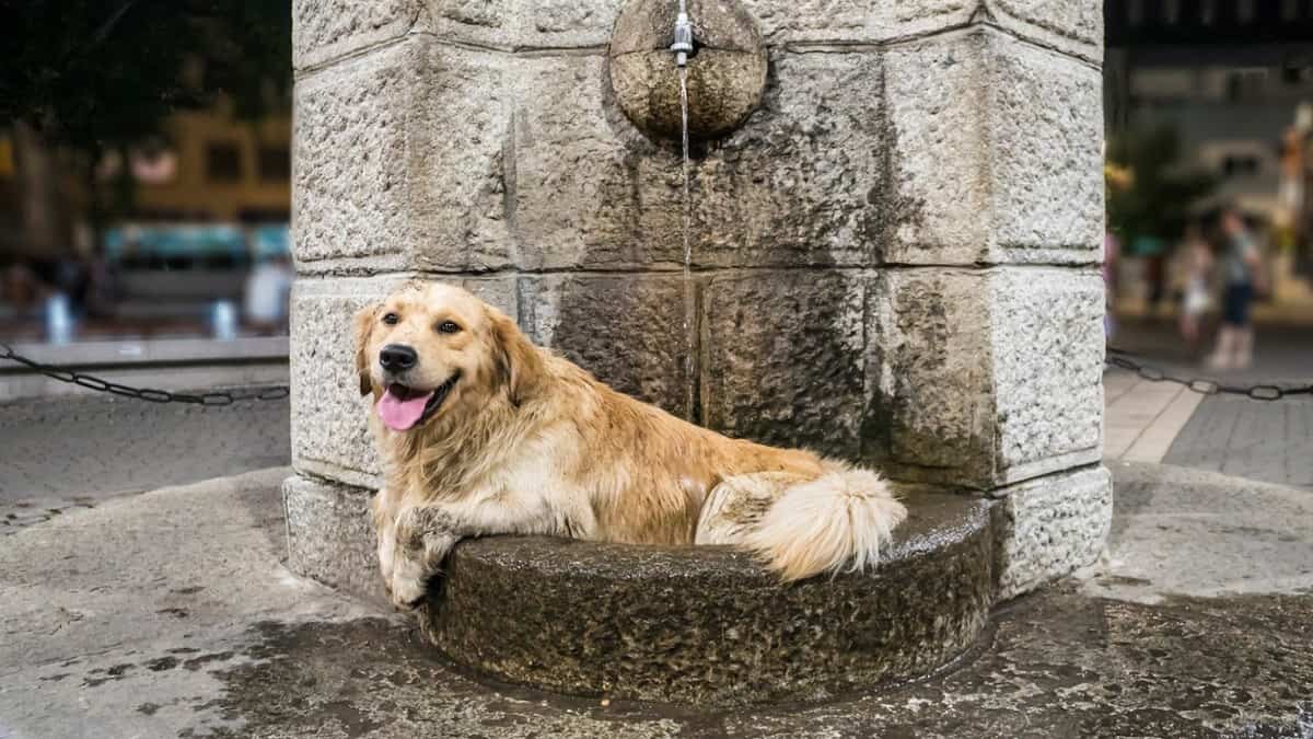 Perro calor