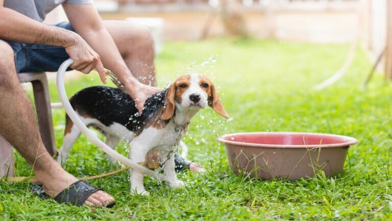 Perro calor