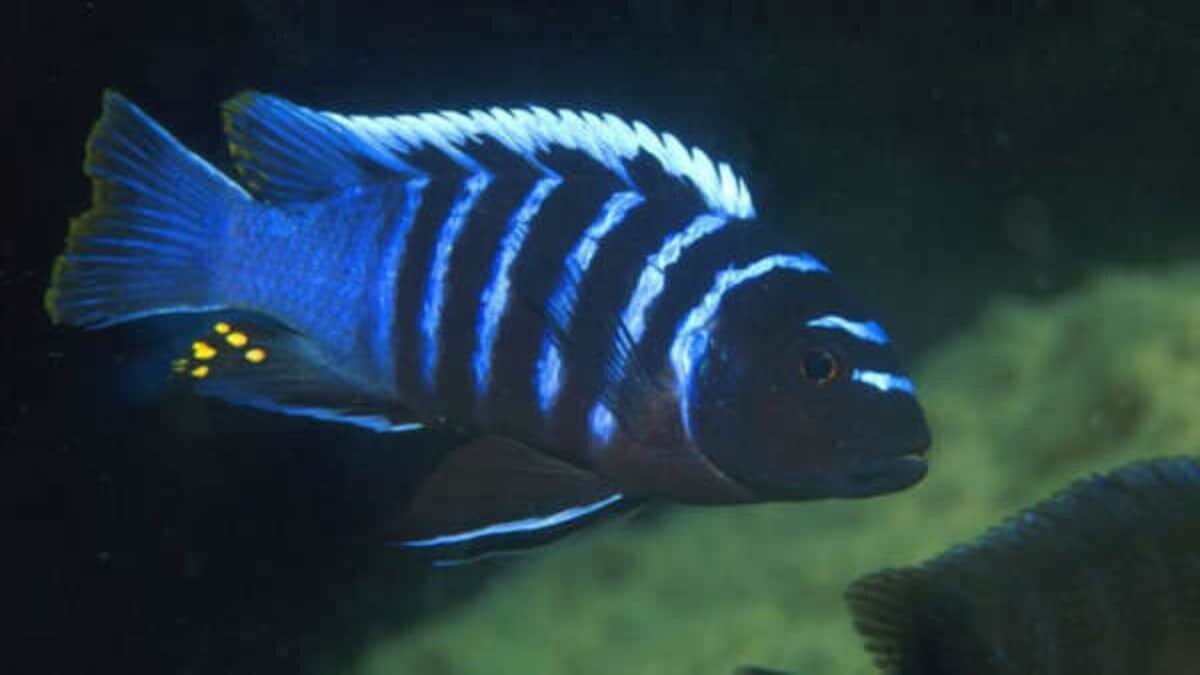 Pez Mbuna