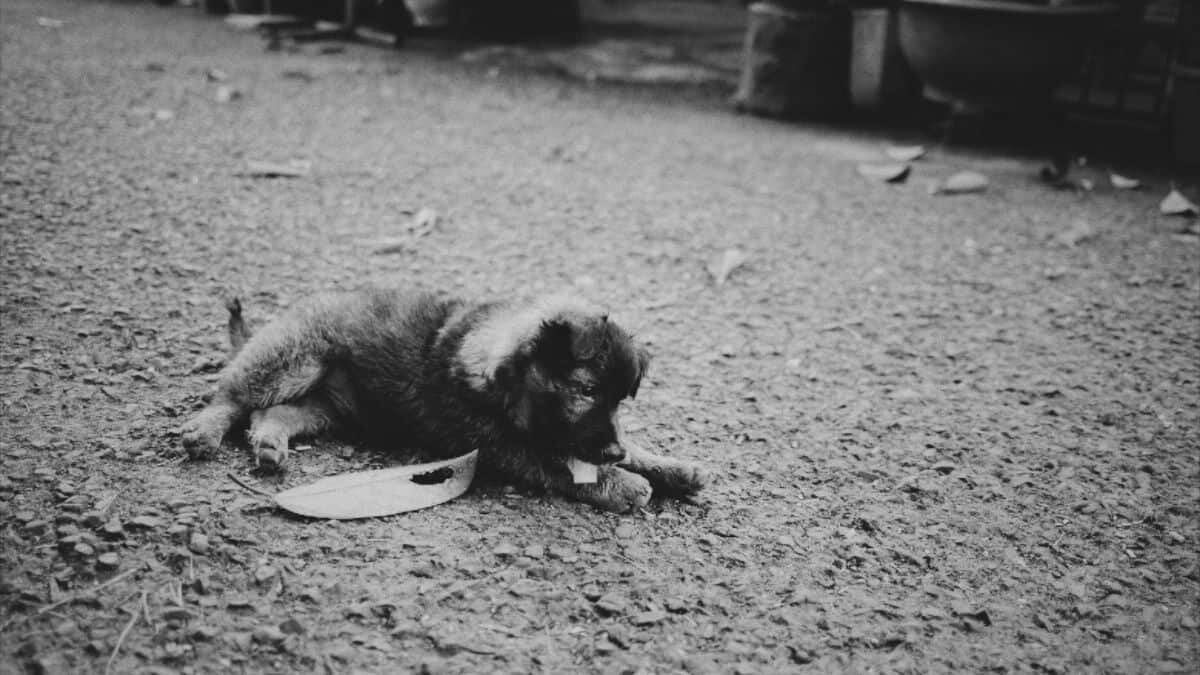 Rescatista esteriliza 126 perros, ¡sola! (Video)