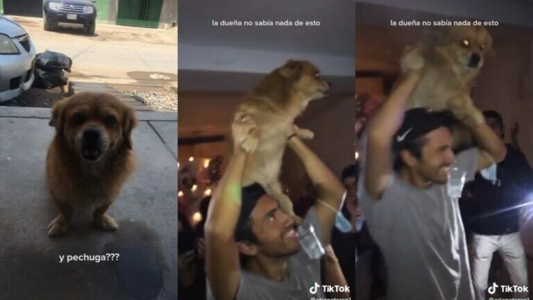 jóvenes secuestran a perrito para llevárselo de fiesta