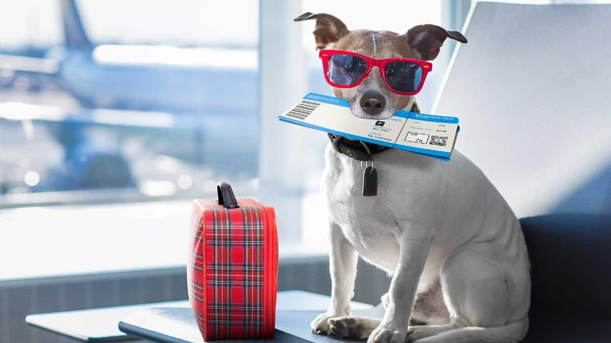 Vacaciones Mascota