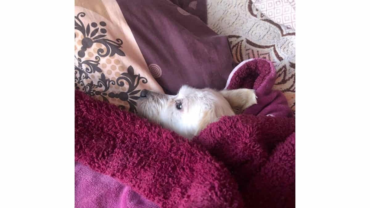 Conoce estos tips para evitar que tu perro ladre mucho