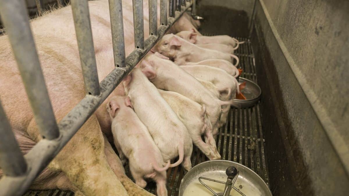 Aumenta consumo de cerdo en México