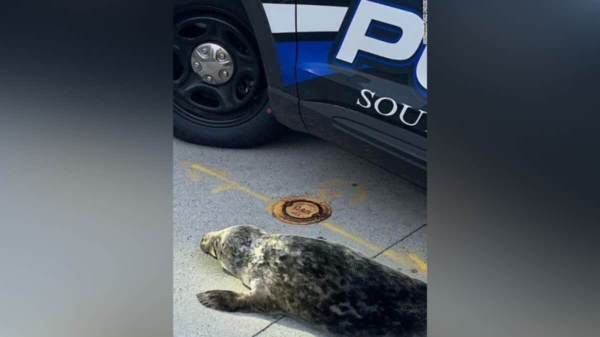 Rescatan a bebé foca de en medio de la calle (Video)