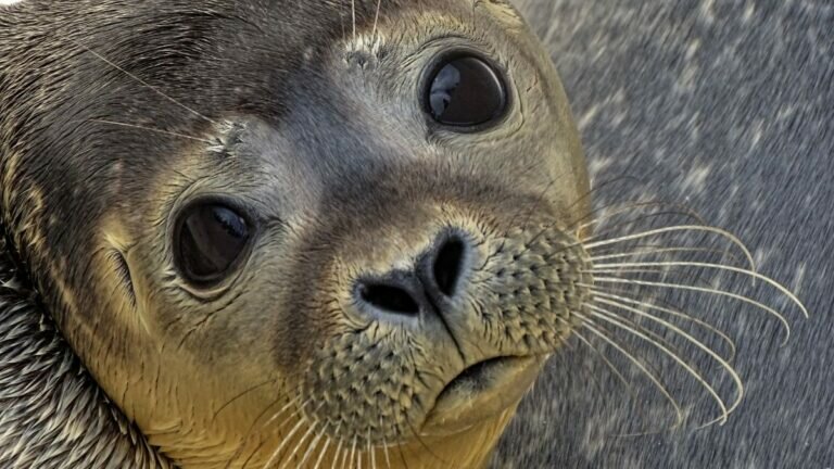 Rescatan a bebé foca de en medio de la calle (Video)
