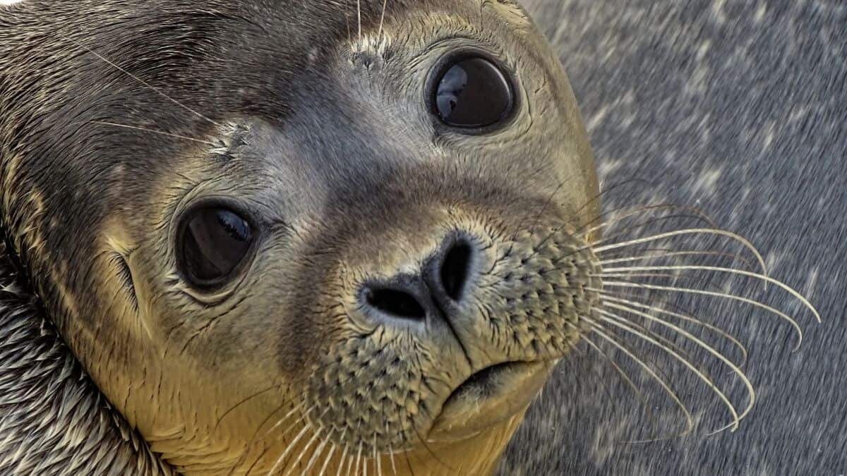 Rescatan a bebé foca de en medio de la calle (Video)