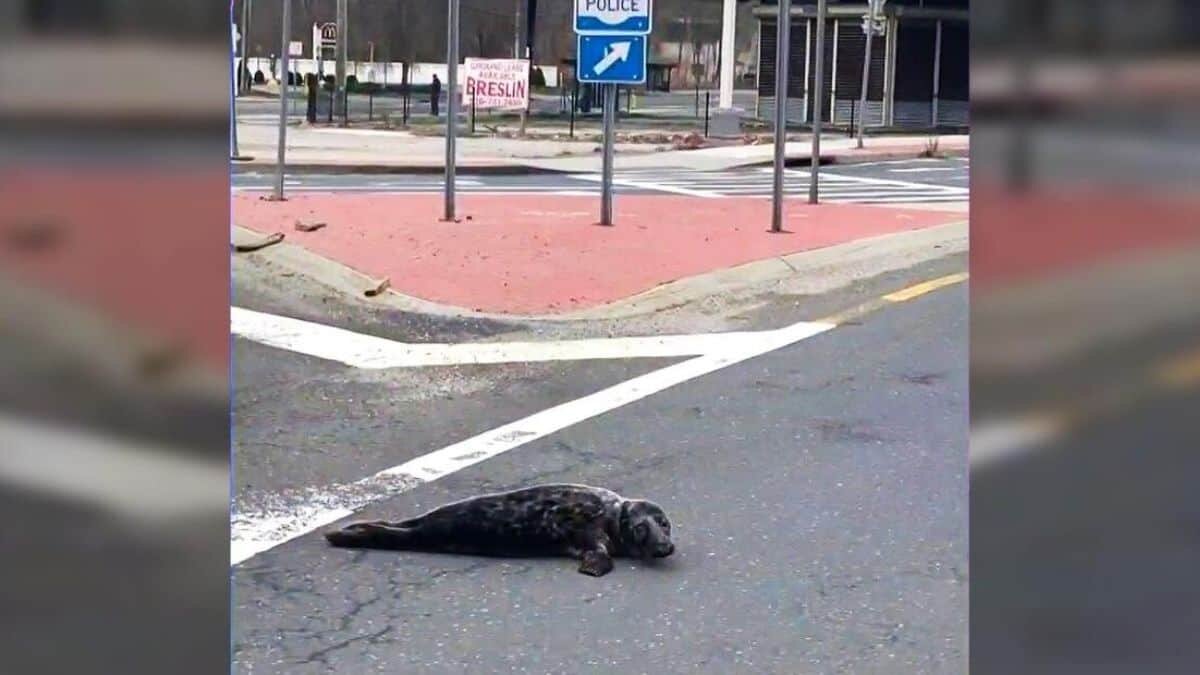 Rescatan a bebé foca de en medio de la calle (Video)