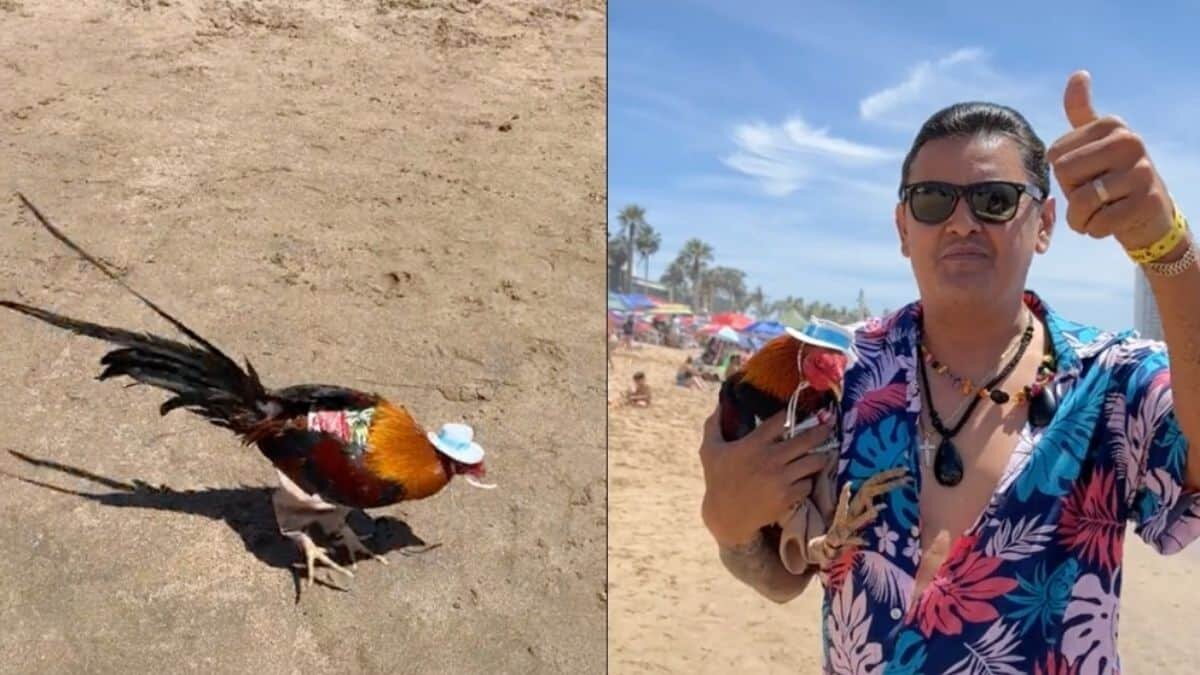 Sorprende hombre al llevar a su gallo de vacaciones (Video)