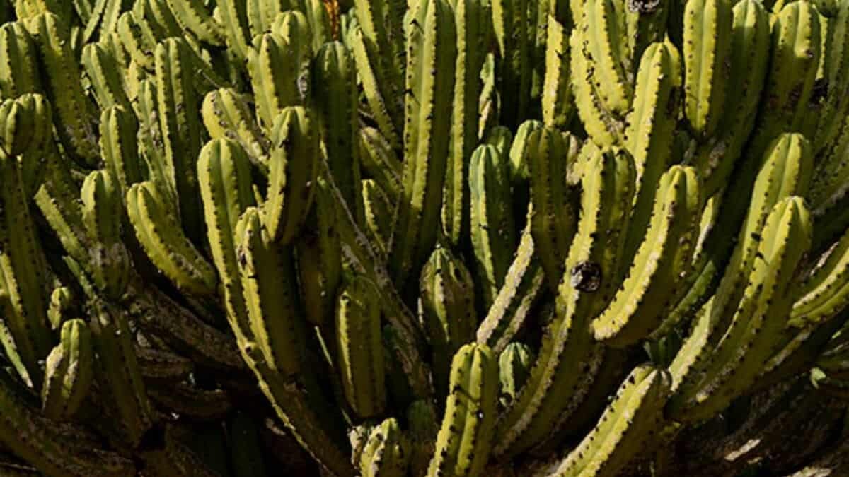 Conoce al garambullo, fruto mexicano antioxidante