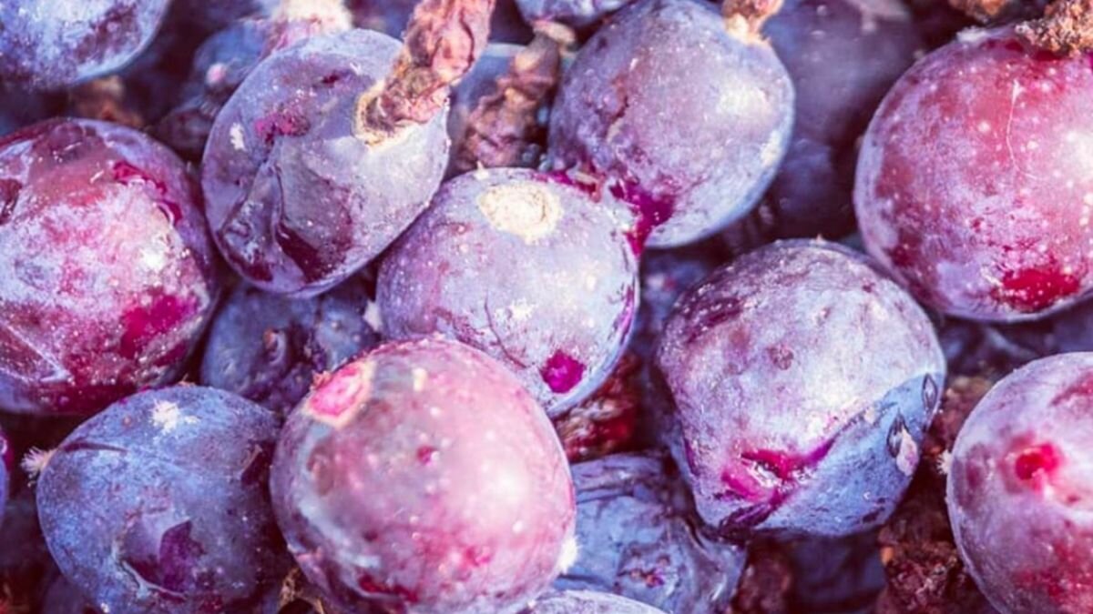 Conoce al garambullo, fruto mexicano antioxidante