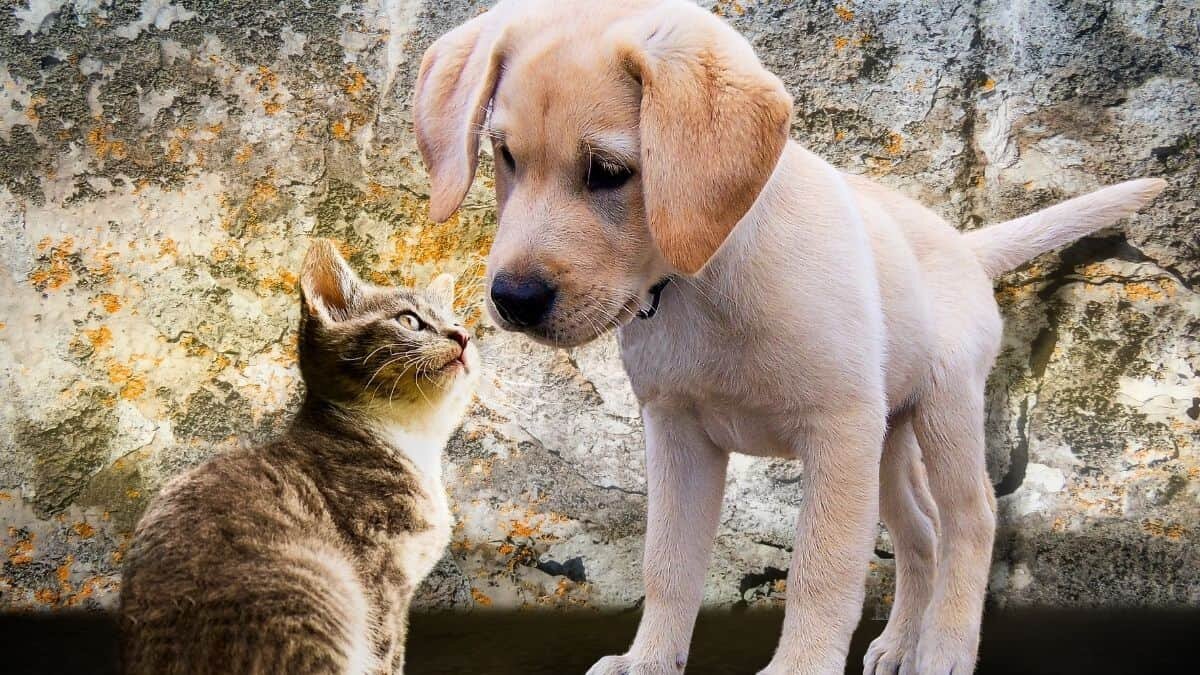 Acepta perrita a gato como uno más de sus cachorros