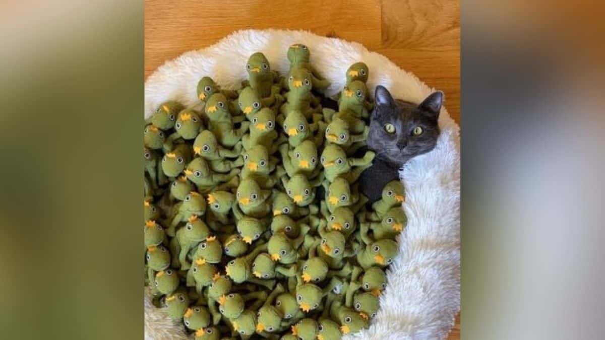 Se obsesiona gatita con juguete y le compran decenas