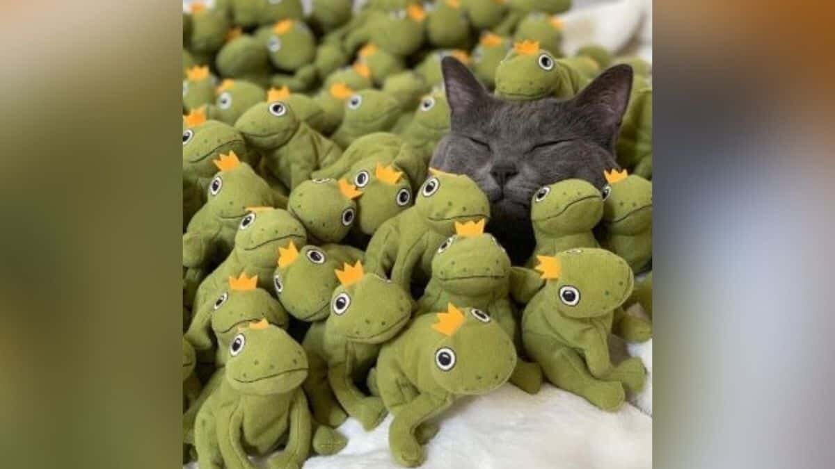Se obsesiona gatita con juguete y le compran decenas