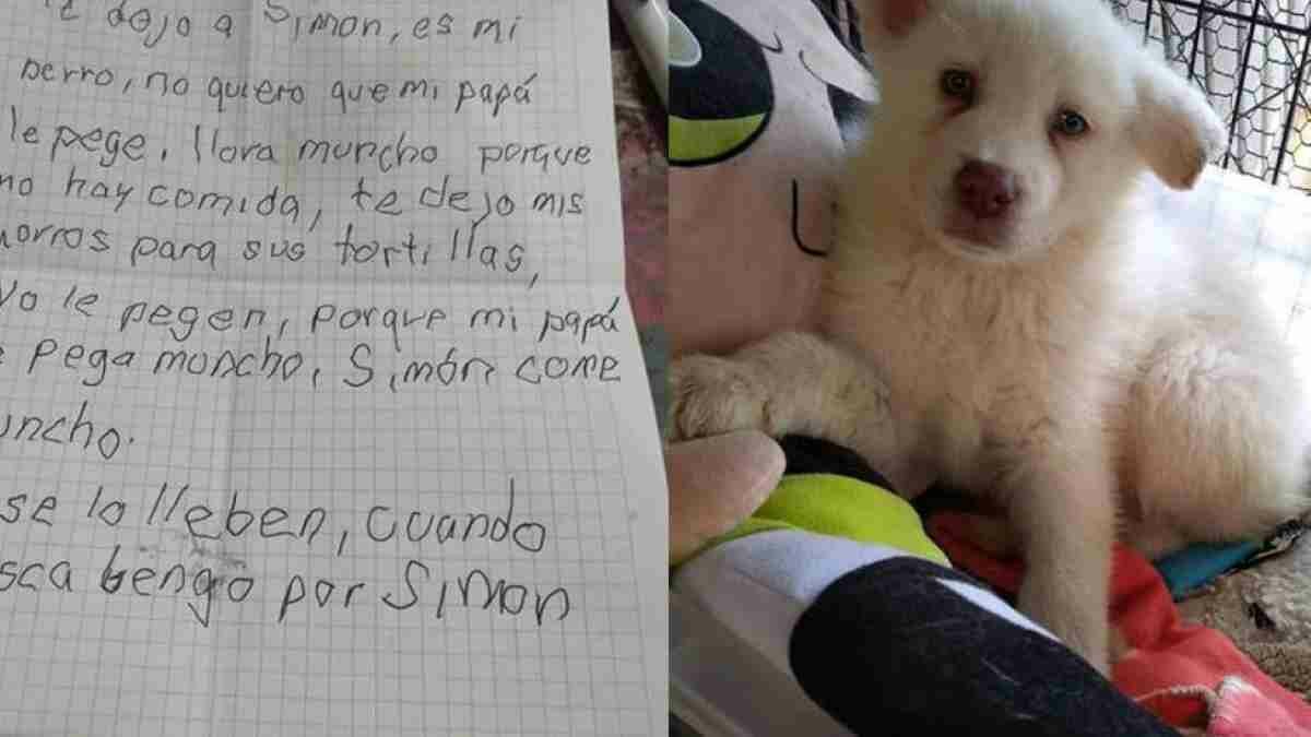 "Simón", un perrito de pelo blanco, llegó al Albergue Pergatuzzo en una caja de plástico transparente, con algunos juguetes y una cobija.