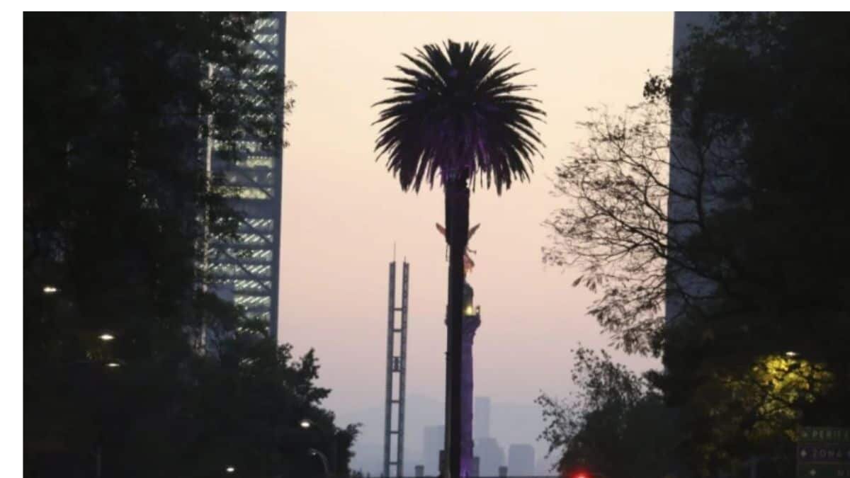 Dejan autoridades morir emblemática palma de Reforma