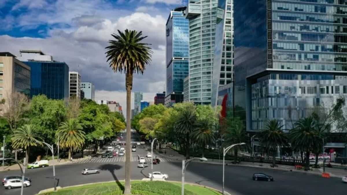 Dejan autoridades morir emblemática palma de Reforma