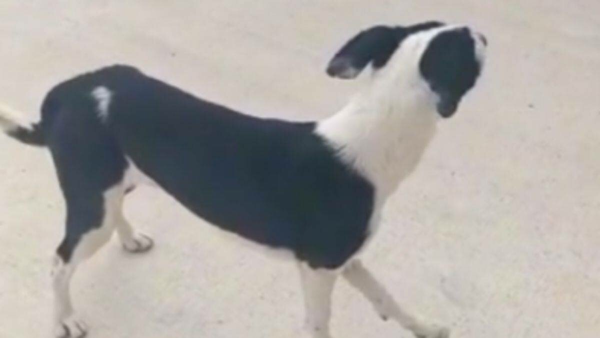 Sorprende perrito al unirse a clase fitness (Video)