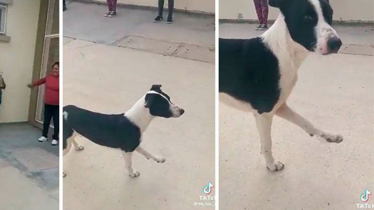 Sorprende perrito al unirse a clase fitness (Video)
