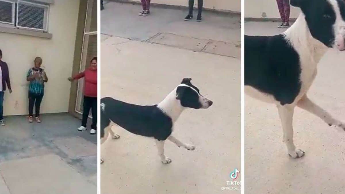 Sorprende perrito al unirse a clase fitness (Video)