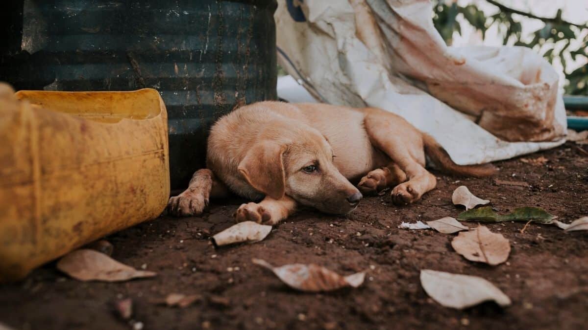 Detienen a sujetos que vendieron por 10 años tacos de perro