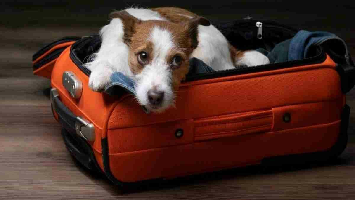 Si estás planeando viajar con tu perro en avión, sigue las recomendaciones de los expertos para garantizar su seguridad.