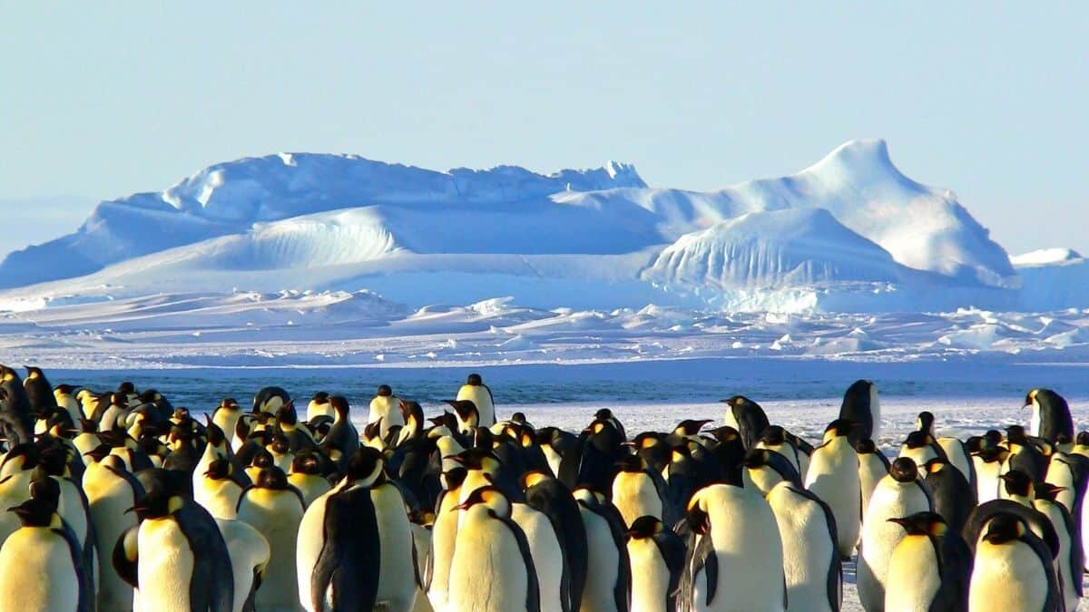 Estos son los requisitos para ganar más de 2 mil dólares por contar pingüinos