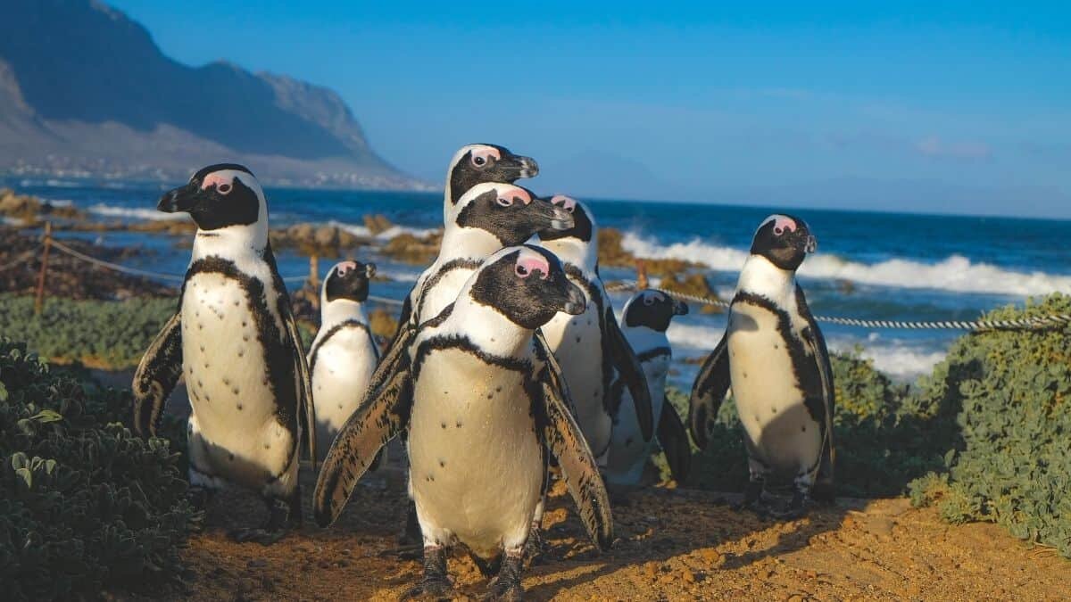 Estos son los requisitos para ganar más de 2 mil dólares por contar pingüinos