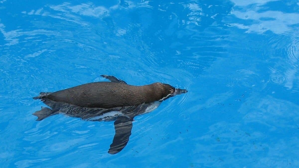 Estos son los requisitos para ganar más de 2 mil dólares por contar pingüinos