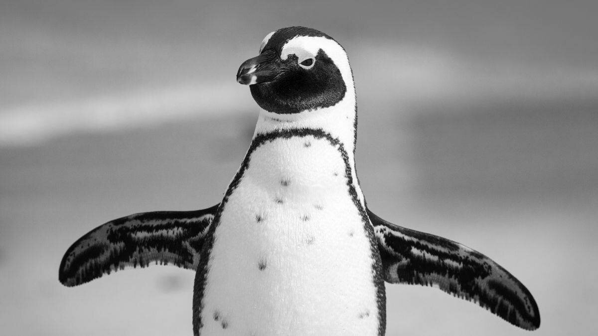 Estos son los requisitos para ganar más de 2 mil dólares por contar pingüinos