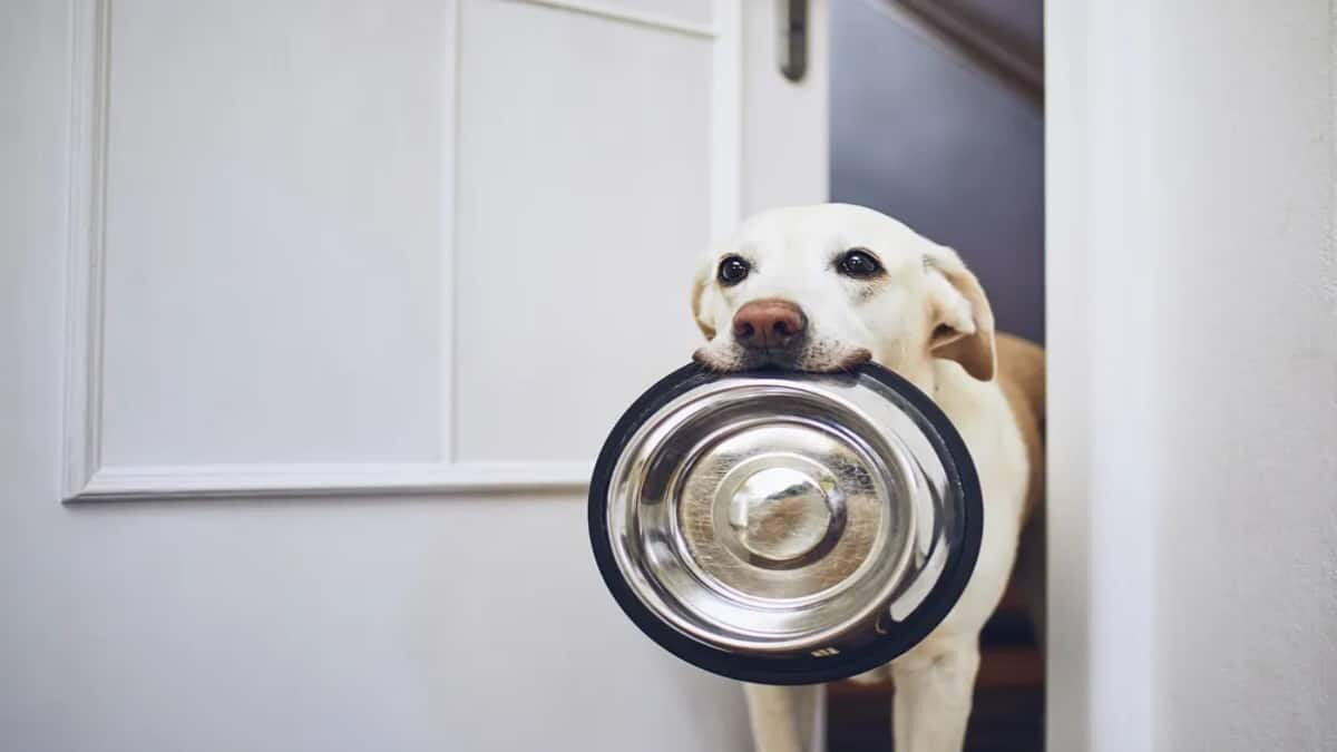 ¿No lavas el plato de tu perro? Esto puede traer consecuencias graves