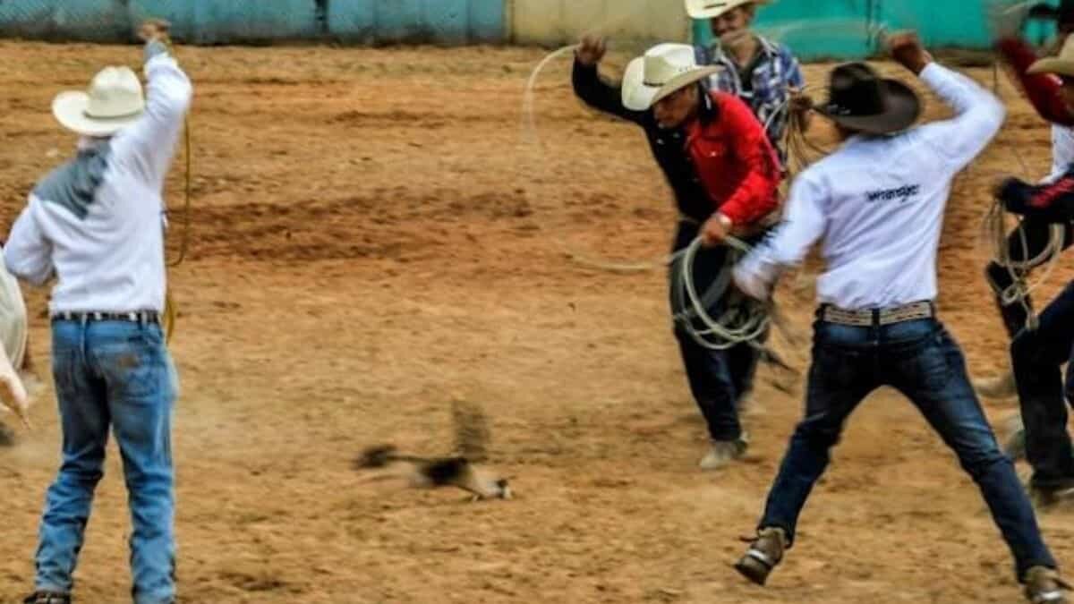 Indigna a animalistas rodeo de gatos en Cuba (Video)