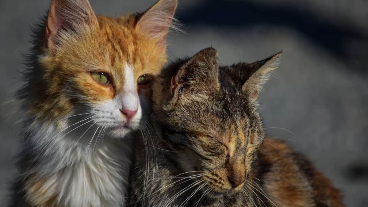Indigna a animalistas rodeo de gatos en Cuba (Video)