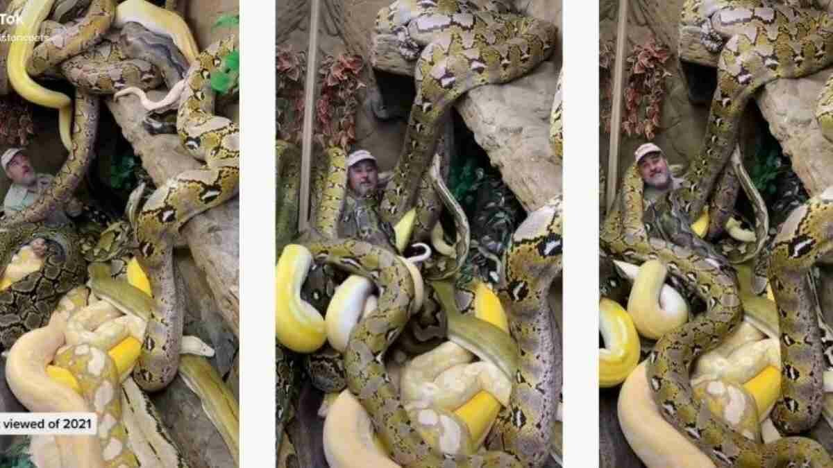 El trabajador de The Reptile Zoo comparte videos conviviendo con otros animales salvajes.