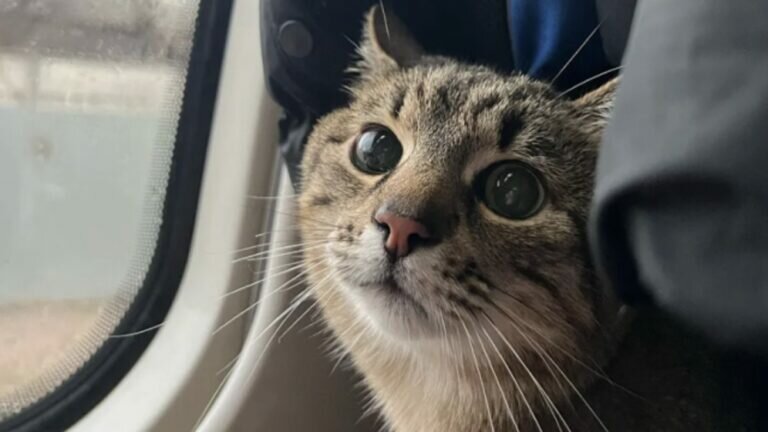 Stepan es un gatito que se volvió viral en Tiktok, cuya dueña decidió recaudar fondos a través de sus videos para los animales atrapados en Ucrania.