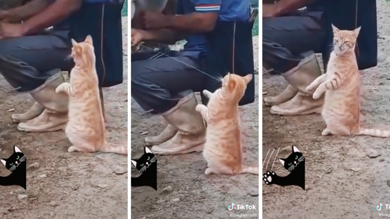 Tierno gatito espera una probada de leche