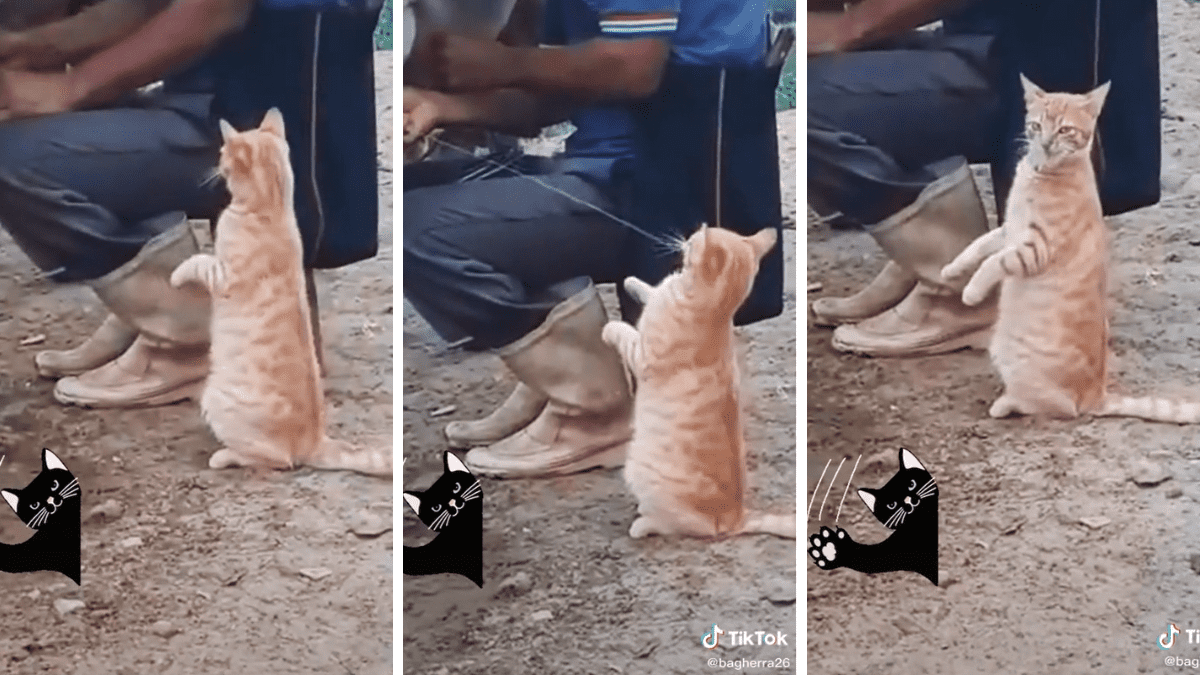 Espera tierno gatito una probada de leche (Video)