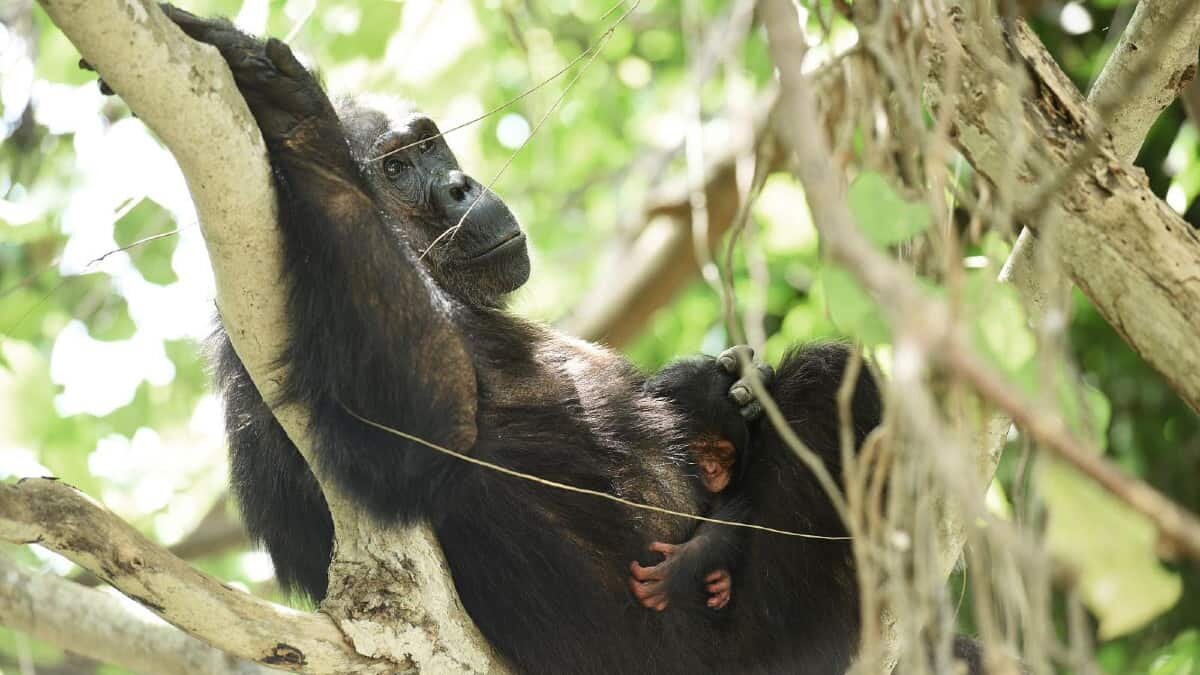 Conoce la historia de Frodo el chimpancé asesino
