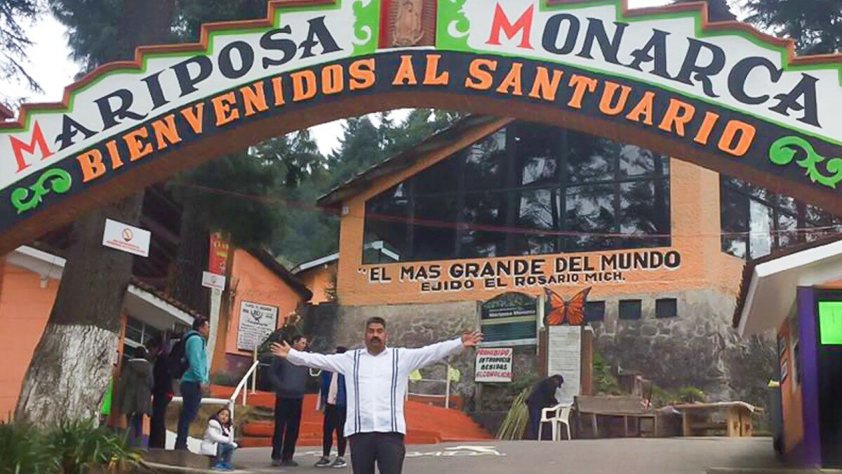 Presenta mariposa monarca alza de 35% en su población (Video)