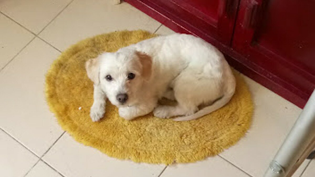 Te decimos cómo apoyar a quien está sufriendo un duelo por su mascota