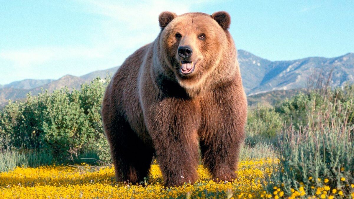 Oso salvaje obedece a mujer y cierra puerta de su casa (Video)
