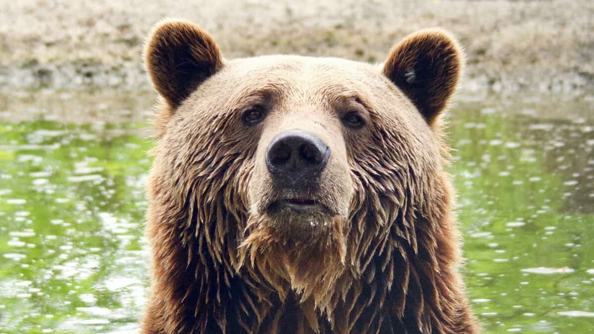 Oso salvaje