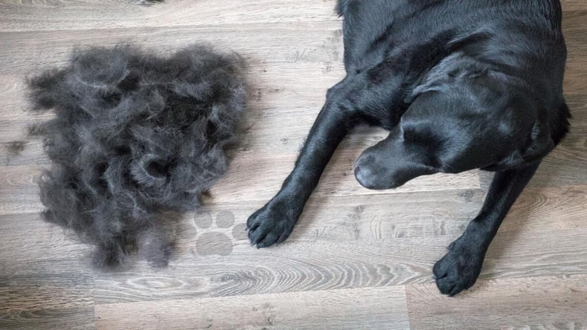 Pelo perro