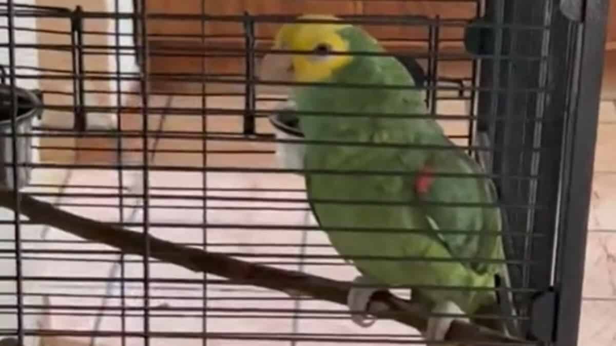 Perico