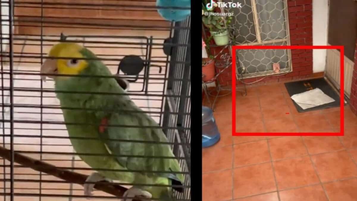 Perico