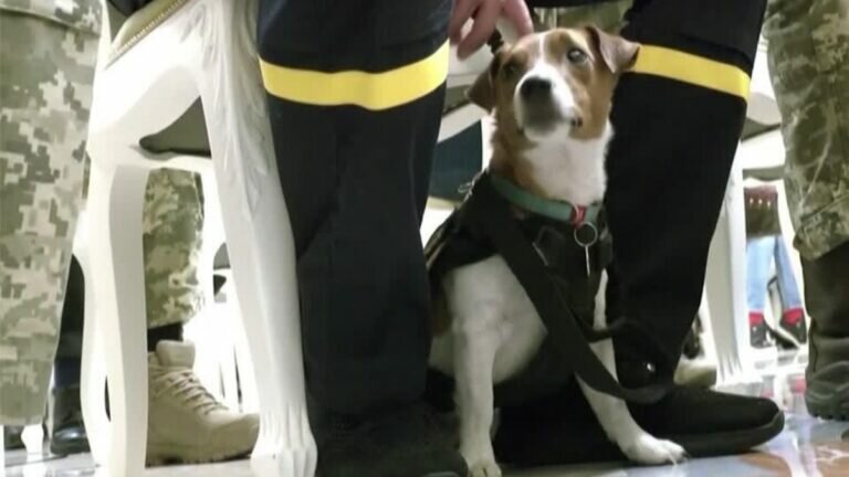 Perrito Ucrania
