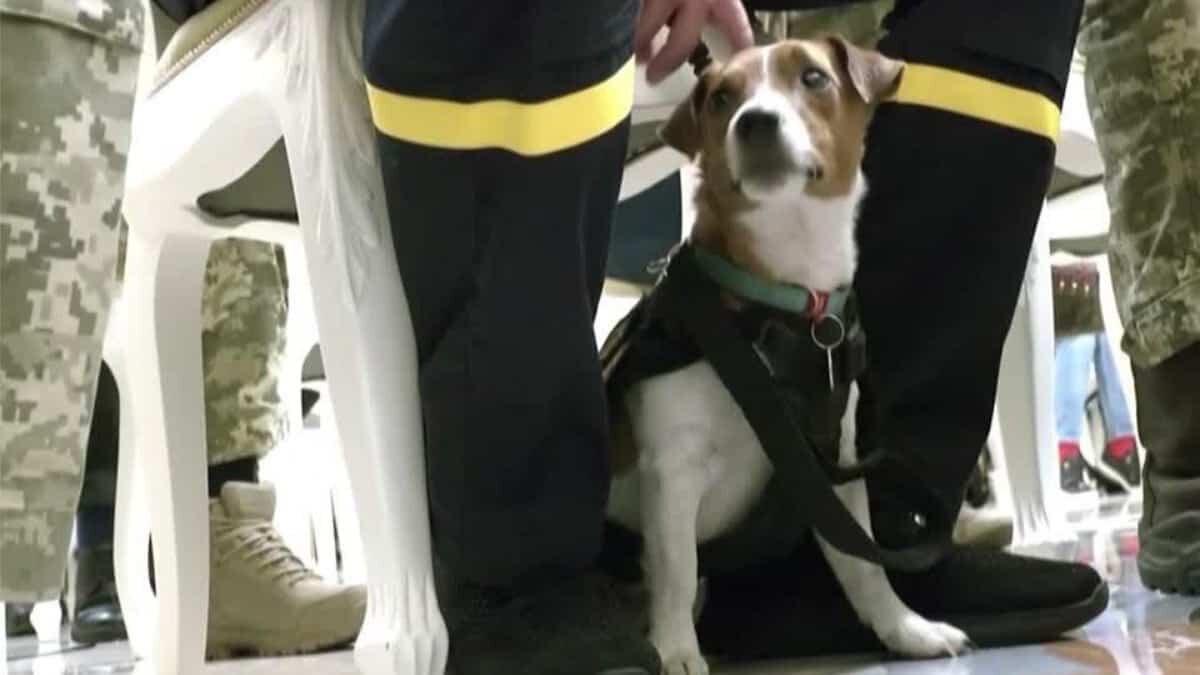 Honran a perrito que arriesga su vida en Ucrania