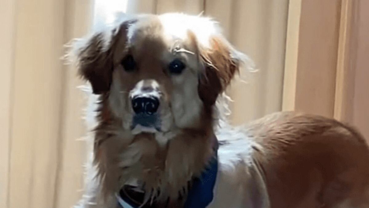 Este perrito se enoja con su dueña por no levantarse a pasearlo