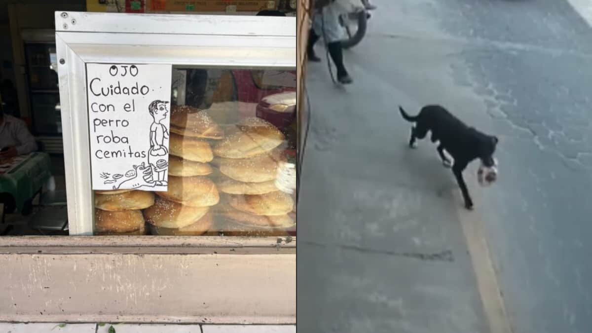 Perro roba cemitas